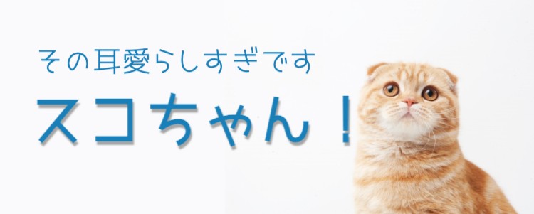 かわいい！スコティッシュフォールド！